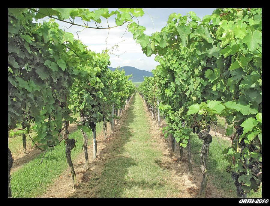 Gaestehaus Weingut Glas Neustadt an der Weinstraße Eksteriør billede