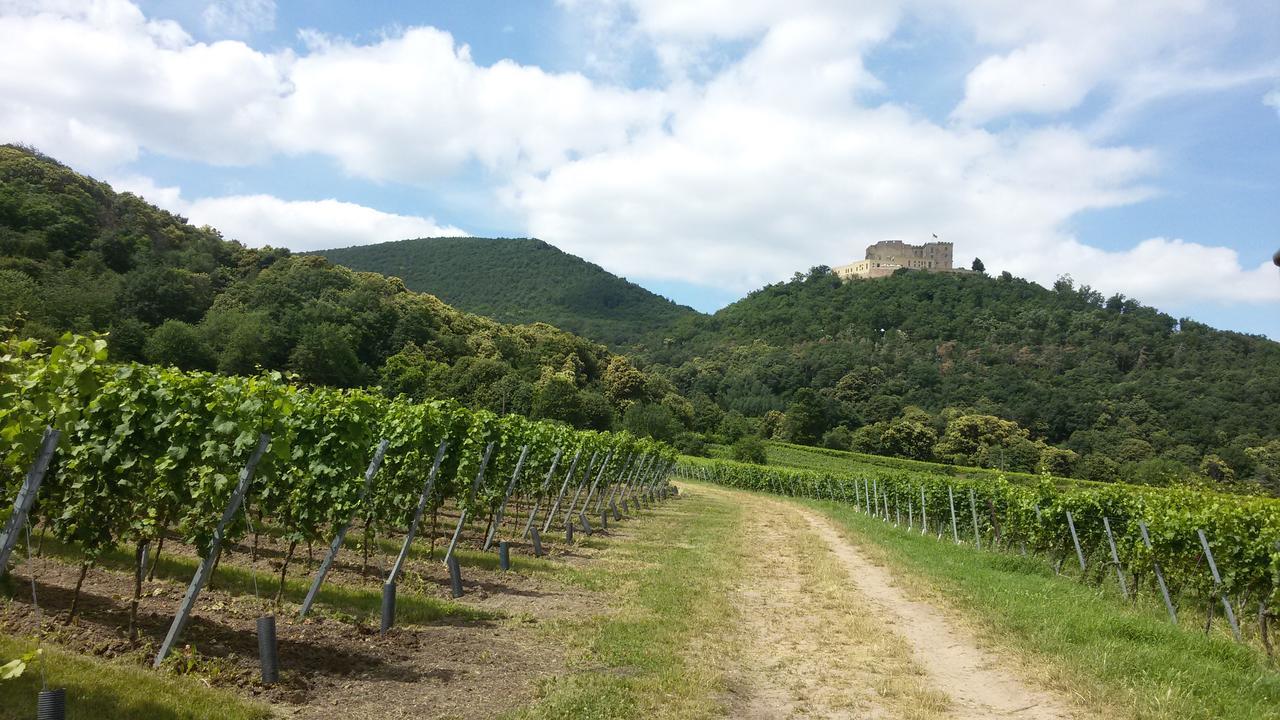 Gaestehaus Weingut Glas Neustadt an der Weinstraße Eksteriør billede